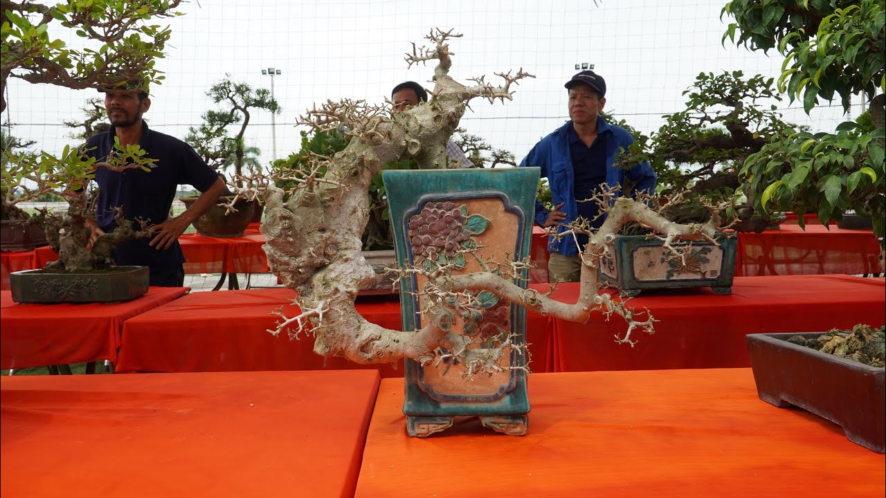 Dàn Bonsai nhỏ chất lượng ở Triển Lãm Thanh Oai, Hà Nội 2020