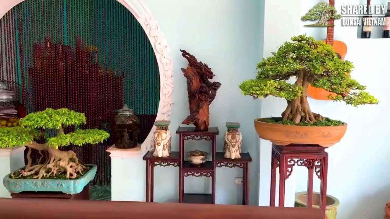 Dàn Bonsai trưng bày trong nhà của nghệ nhân Thanh Hóa