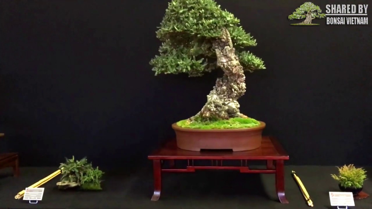 Đẳng cấp Bonsai trong triển lãm tại Châu Âu