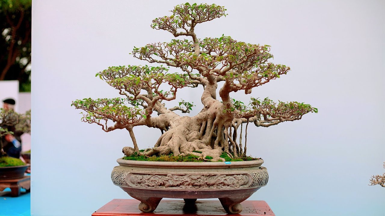 Đâu là tác phẩm Bonsai đẹp nhất triển lãm Yên Tử, Quảng Ninh 2018