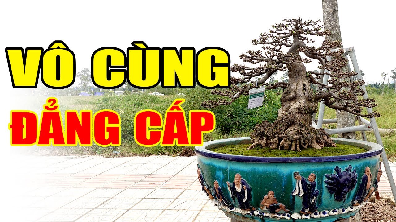 Dãy cây của anh em Sài Gòn mới thật sự đẳng cấp quý vị ạ