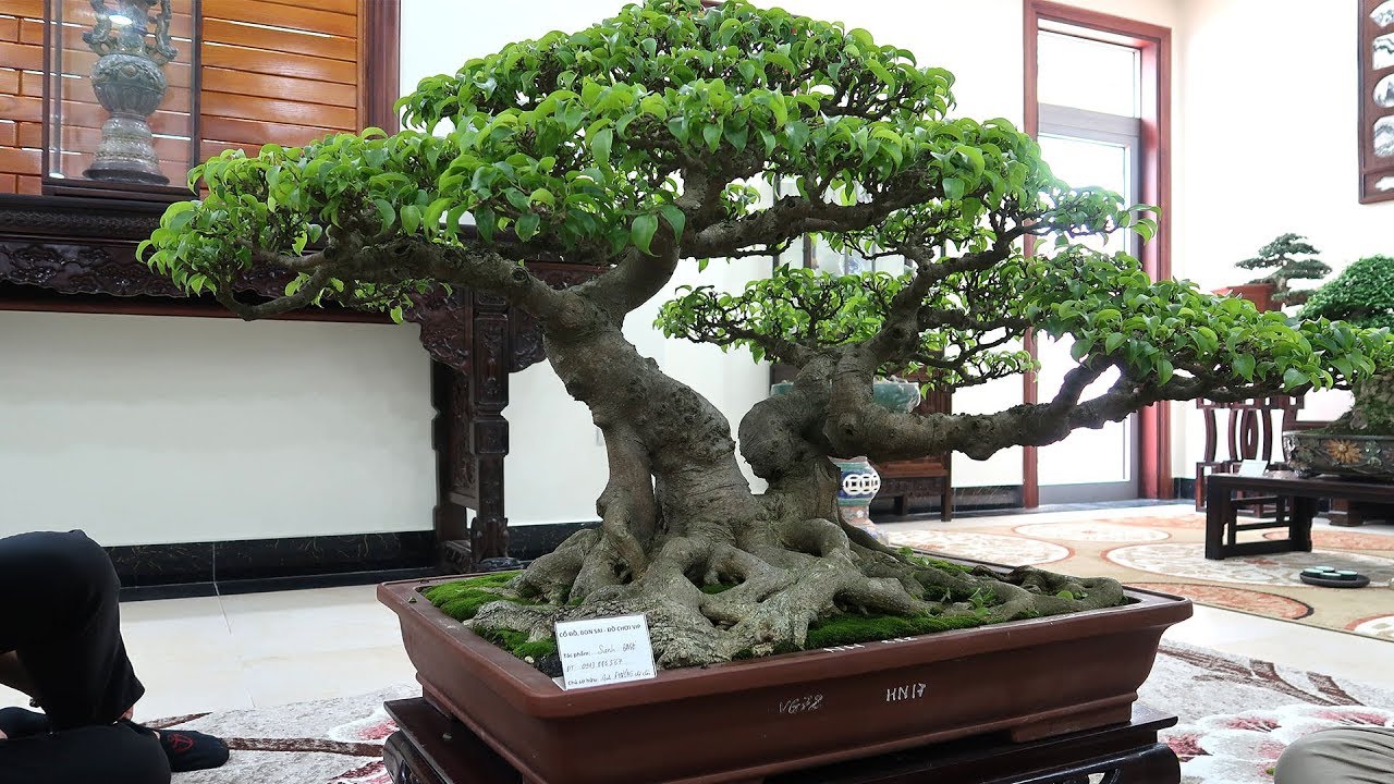 Đây là lí do mọi người sẽ dần chuyển sang chơi bonsai nhỏ