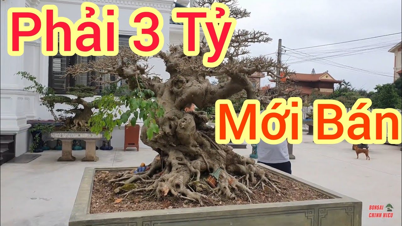 Đến thăm một số phôi khủng tại nhà vườn Hoàng Minh Tuấn - Nam Định.