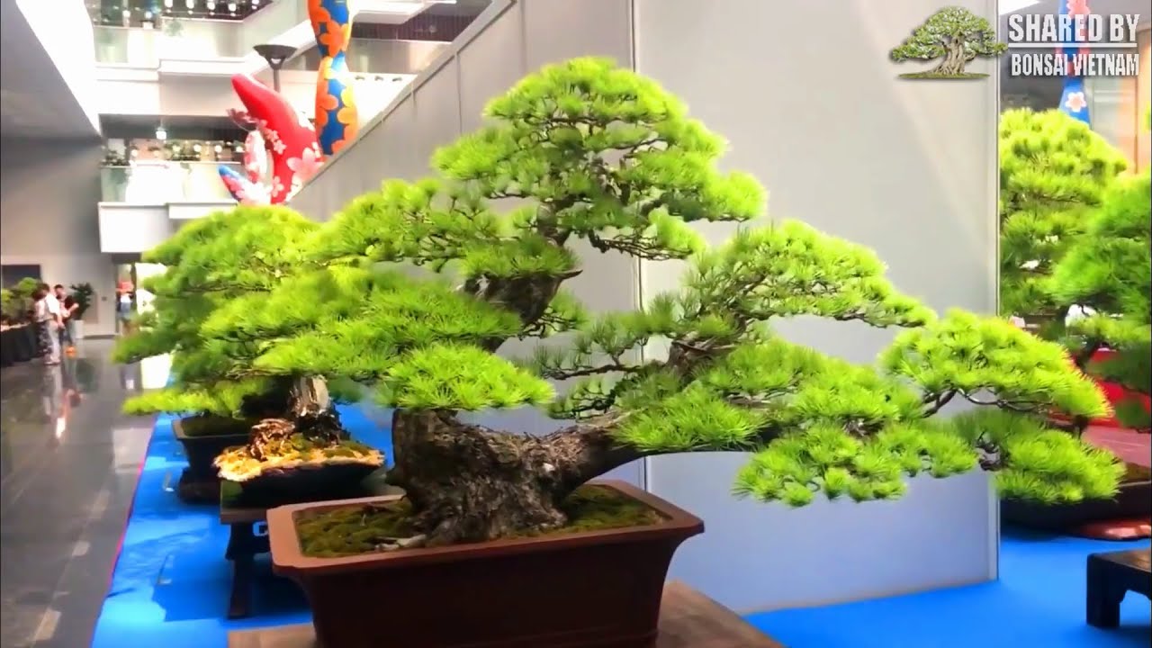 Đẹp ngỡ ngàng với triển lãm về Thông Bonsai ở Đài Loan | Pinus Bonsai exhibit in Taiwan