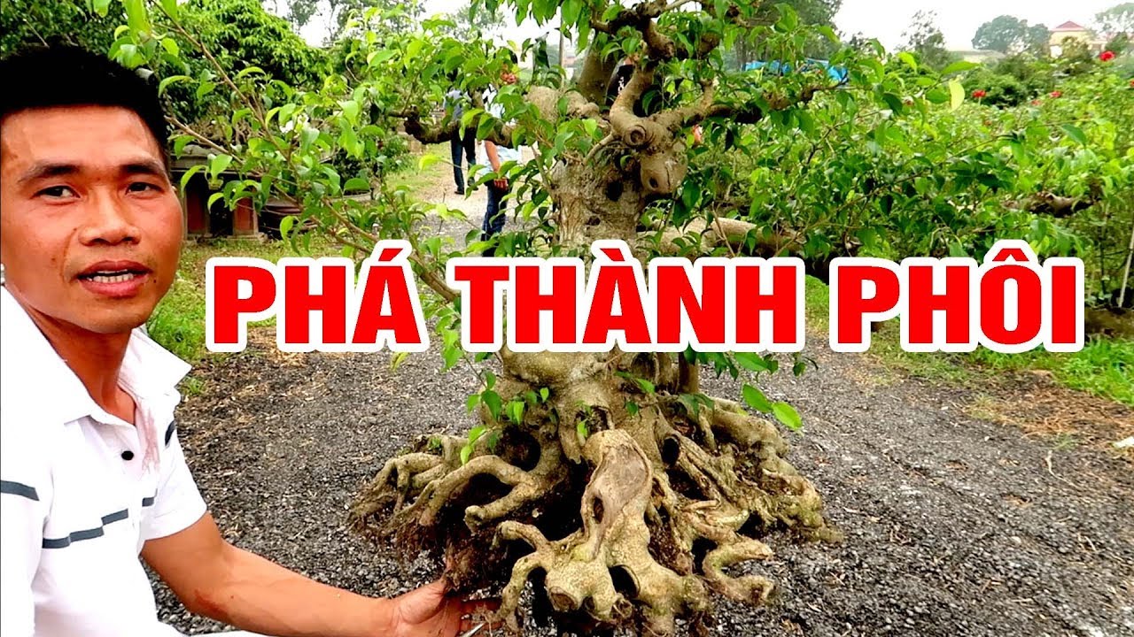 Đẹp thế này rồi mà vẫn quyết định cắt thành phôi