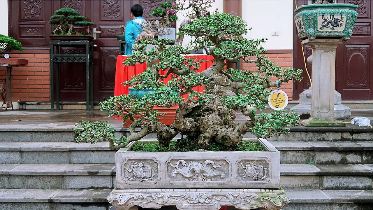 Đẹp và đẳng cấp đó là Bonsai mini