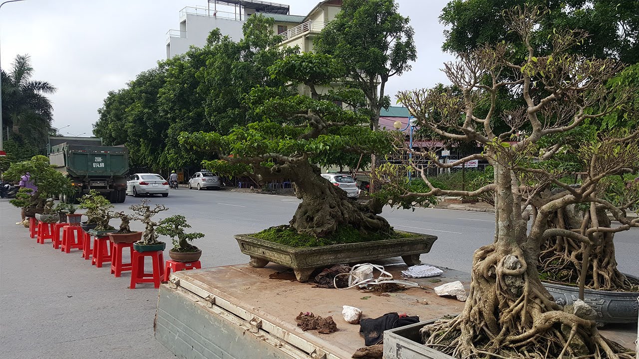 Đi xem cây hàng chợ, các bác đánh giá nào về mấy cây này, có mua chơi được không?