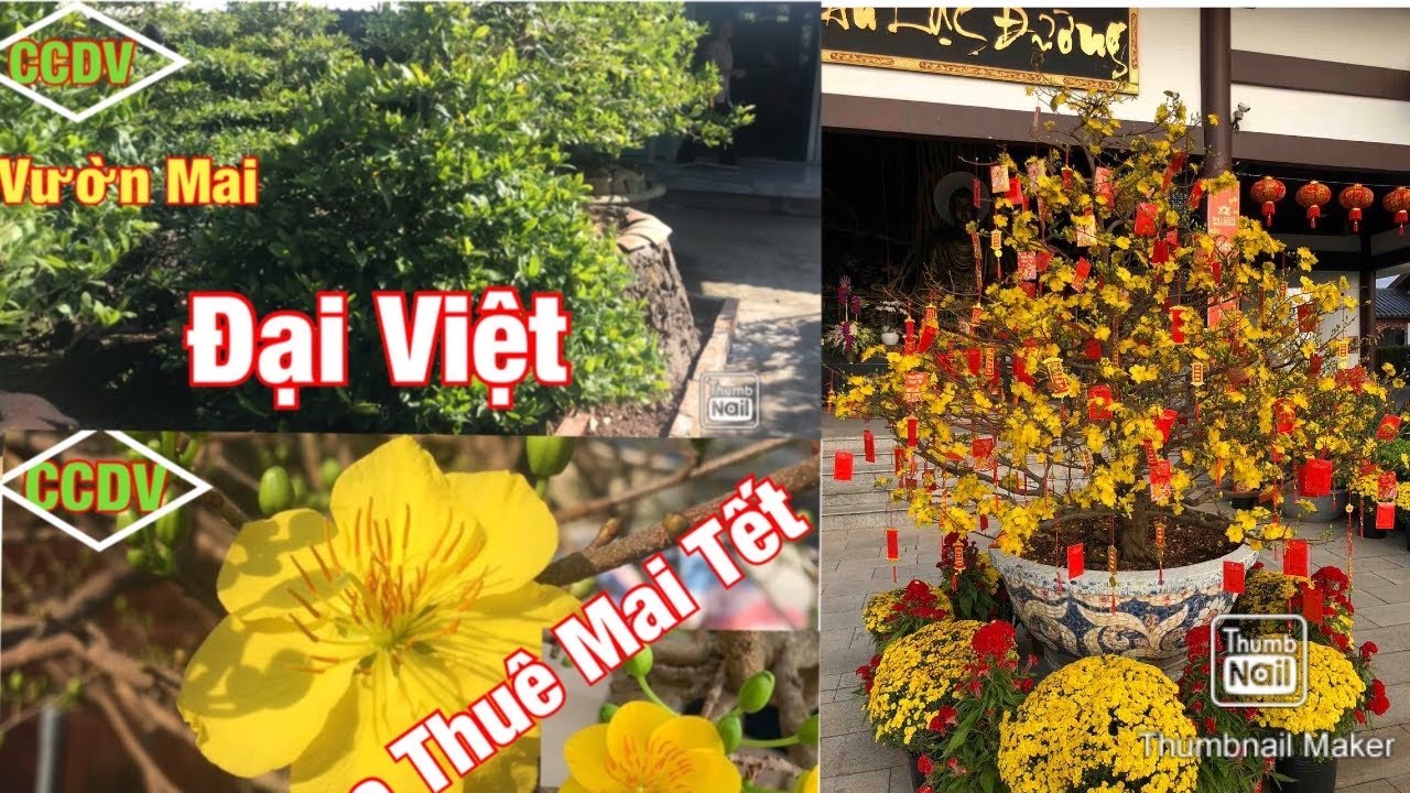 Dịch Vụ Cho Thuê Mai Tết. Giao Nhận Tận Nơi ||CCDV.