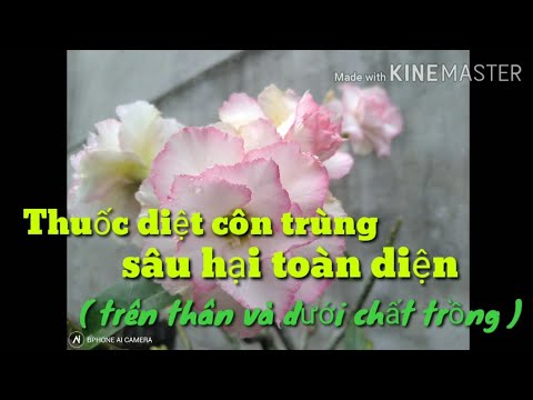 🌺Diệt Rệp Sáp Côn Trùng Sâu Hại...Toàn Diện Cho Cây Sứ.