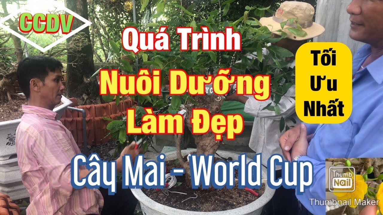 Định Hình Tạo Dáng Làm Đẹp Cây Mai World Cup ||CCDV.