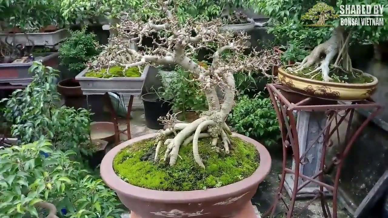 Đôi điều về cây Duối bonsai cho những ai mê Duối