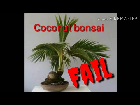 🌳Dừa Bonsai | fail: coconut bonsai