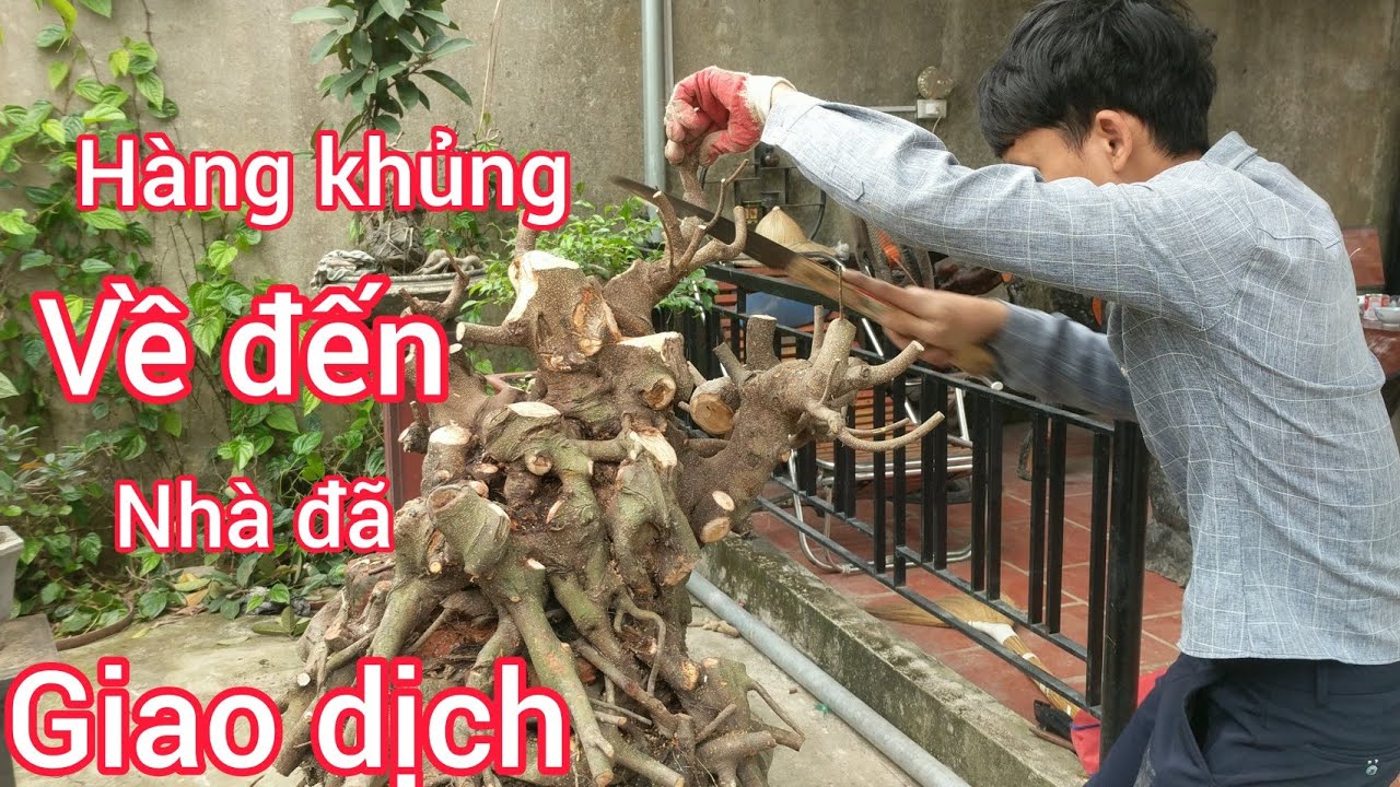 GIAO DỊCH 30 TRIỆU CÂY SI BÚP ĐỎ KHỦNG CHƯA KỊP  GIỌN KHÁCH CỘNG GIÁ ĐI LUÔN TRONG ĐÊM