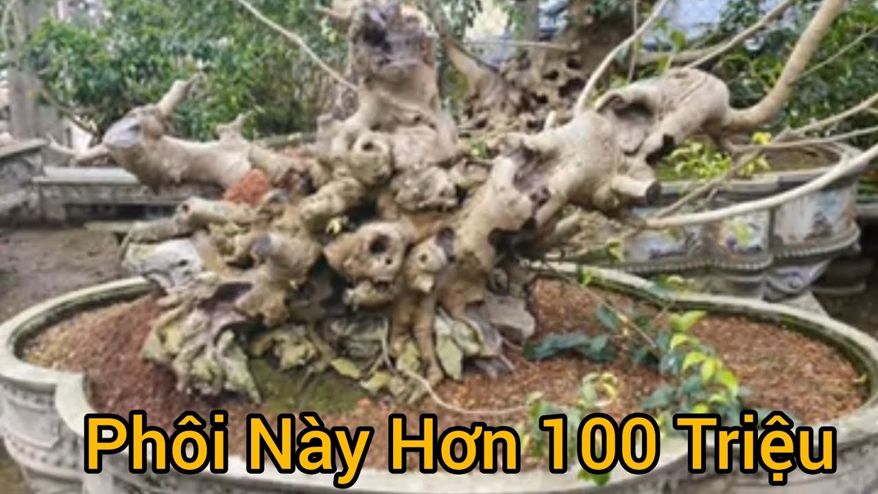 Gần 100 Phôi Sanh khủng, hỏi cái đầu tiên đã hơn 100 triệu và rất nhiều phôi quý tại Hải Hậu.