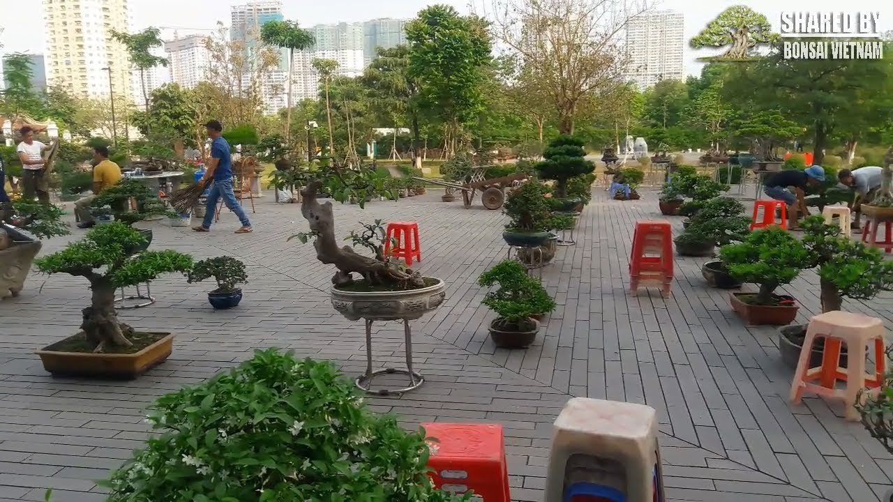 Ghé thăm khu Bonsai thương mại tại triển lãm Cây Cảnh Hà Nội 2018