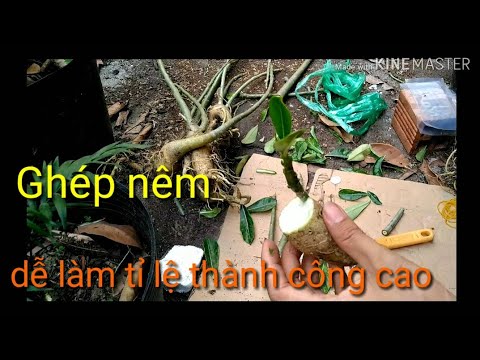 🌺Ghép Nêm_ Đơn Giản Dễ Làm Tỉ Lệ Thành Công Cao | grafting adenium