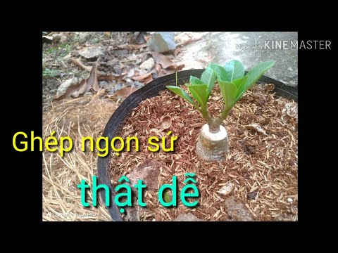 🌺Ghép Ngọn Sứ | Adenium garfting