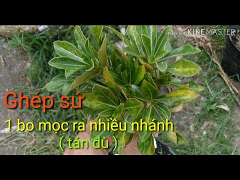 🌺Ghép Sứ 1 Bo Mọc Ra Nhiều Nhánh ( Tán Dù ) | Grafting adenium