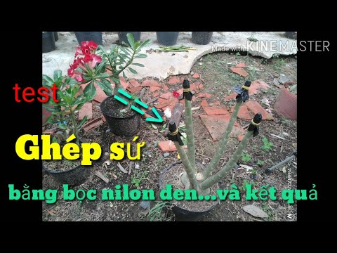 🌳Ghép Sứ Bằng Bọc Nilon Đen Và Kết Quả Thế Nào... | adenium grafting