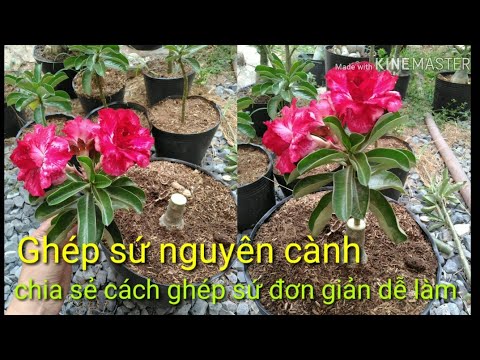 🌺Ghép Sứ Nguyên Cành | Chia Sẻ Cách Ghép Đơn Giản Dành Cho Người Mới Chơi.