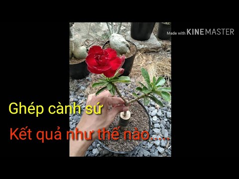 🌺Ghép Sứ Nguyên Cành | grafting adenium