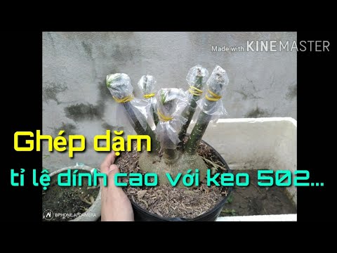 🌺Ghép dặm tỉ lệ dính cao bằng keo 502