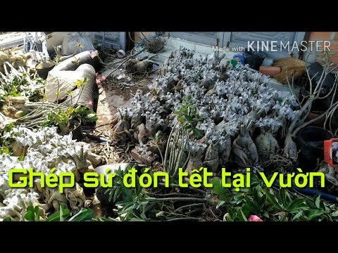 🌺Ghép sứ tết tại vườn