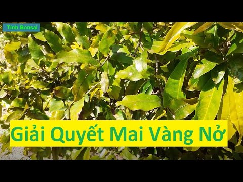 Giải Quyết Vấn Đề Mai Vàng Nở Sớm | Tính Bonsai