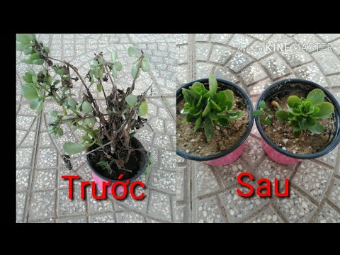 🍂Giâm Cành Cây Sống Đời | kalanchoe tree breeding