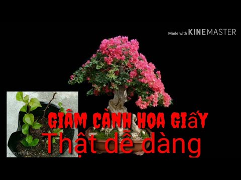 🍁Giâm Cành Hoa Giấy | How to grow bougainvillea from cutting