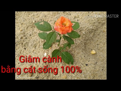 🌹Giâm Cành Hoa Hồng Bằng Cát Cực Dễ | How to grow roses from cuttings