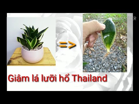 🌱Giâm Lá Cây Lưỡi Hổ Thái | Grow snake plant from leaves