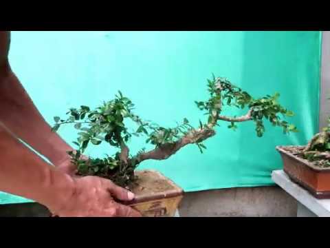 Giao Lưu 3 cây hải châu - bonsai mini  zalo:0976288363