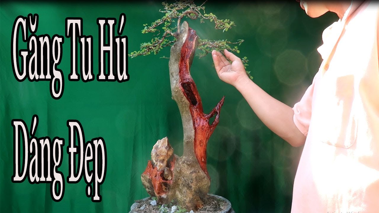 Giao Lưu Anh Em Găng tu Hú tầm Trung - BonSai MiNi - 13/3 zalo:0976288363