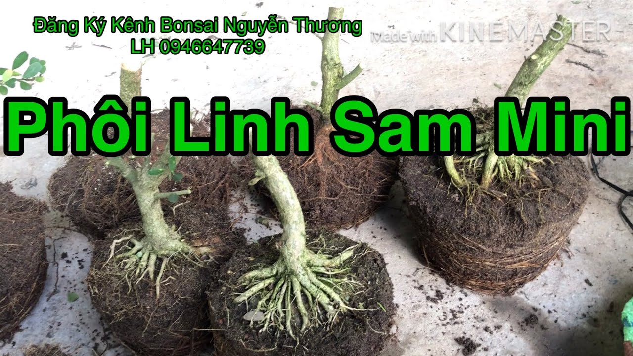 Giao Lưu Phôi Linh Sam Mini Ai Thích Liên Hệ 0946647739. Đã bán