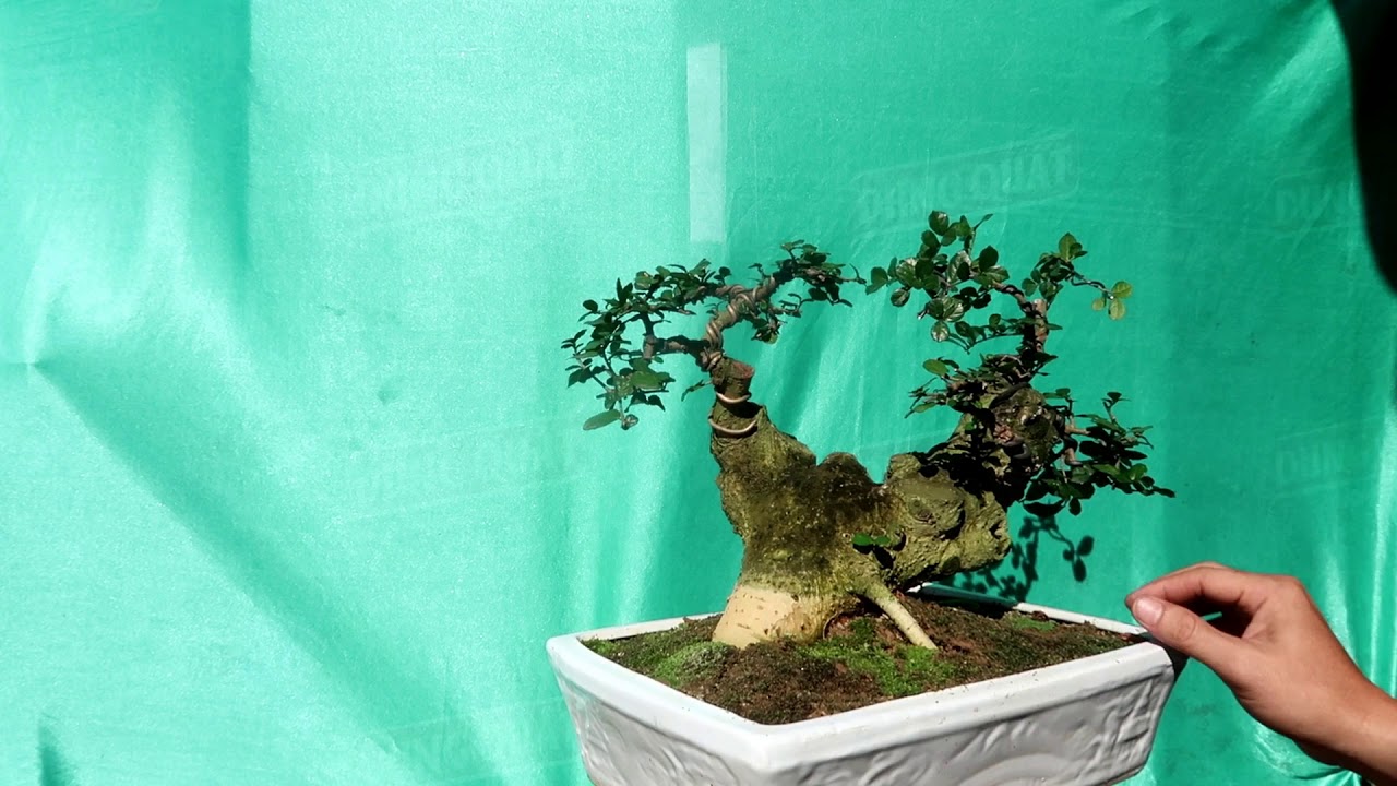 Giao lưu Cây Duối mini Để bàn - Bonsai mini để bàn 7/2/2020 ZALO:0976288363