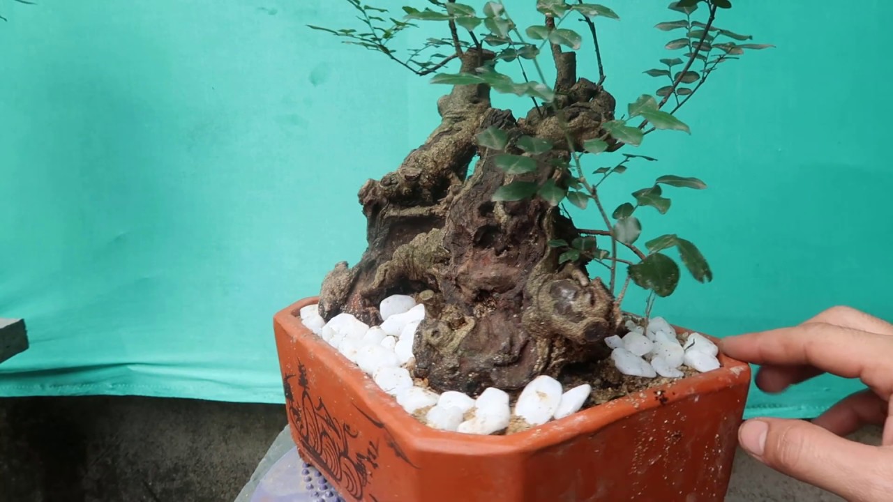 Giao lưu Hải Châu, Trắc MiNi bonsai mini 3/1/2020 zalo:0976288363