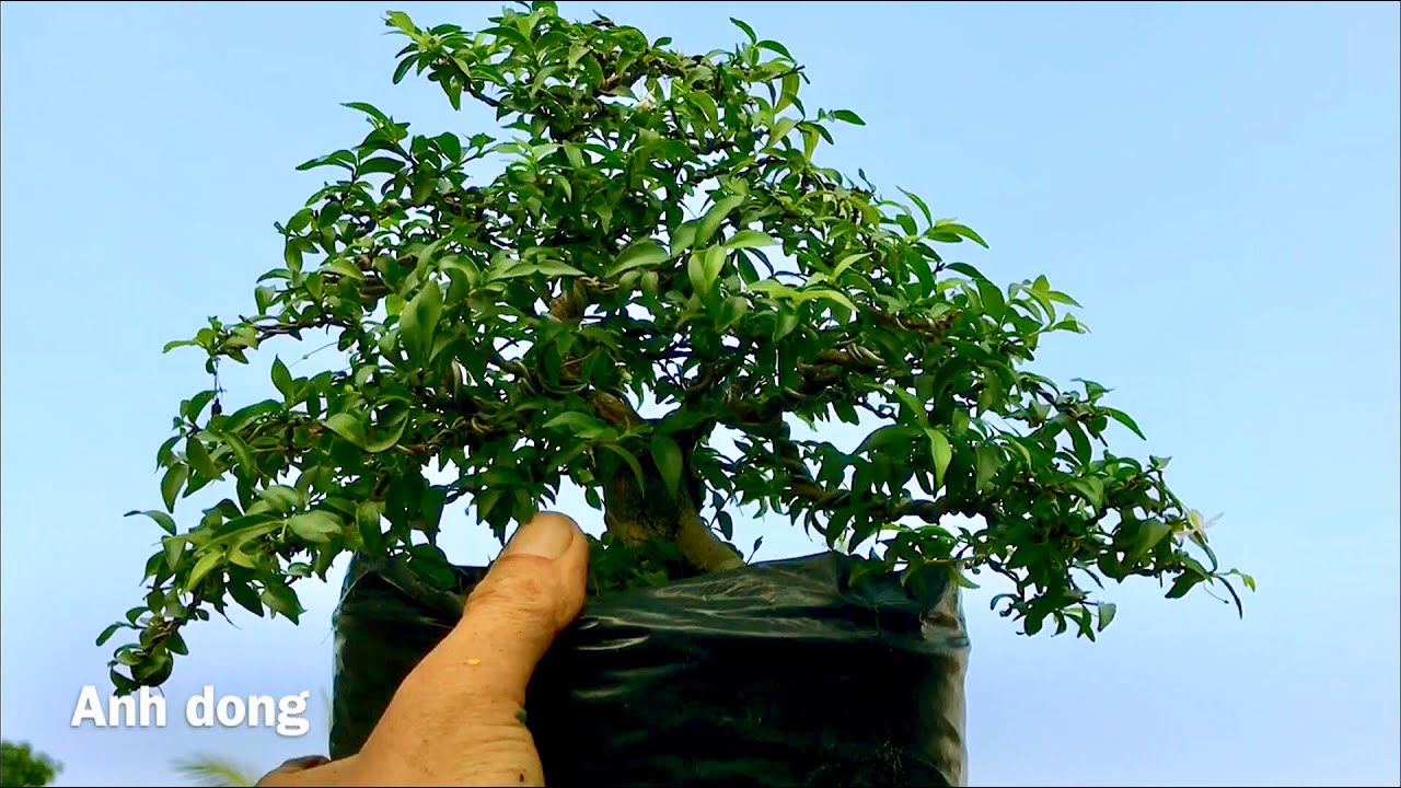 Giao lưu lô mai chiếu thuỷ bonsai gọi 0909505605