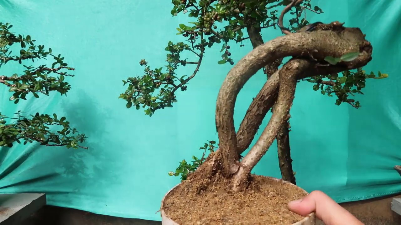 Giao lưu sam núi đáng huyền xinh đẹp mua 1 tặng 1 năm mới 2020 -  bonsai sam núi zalo: 0976288363