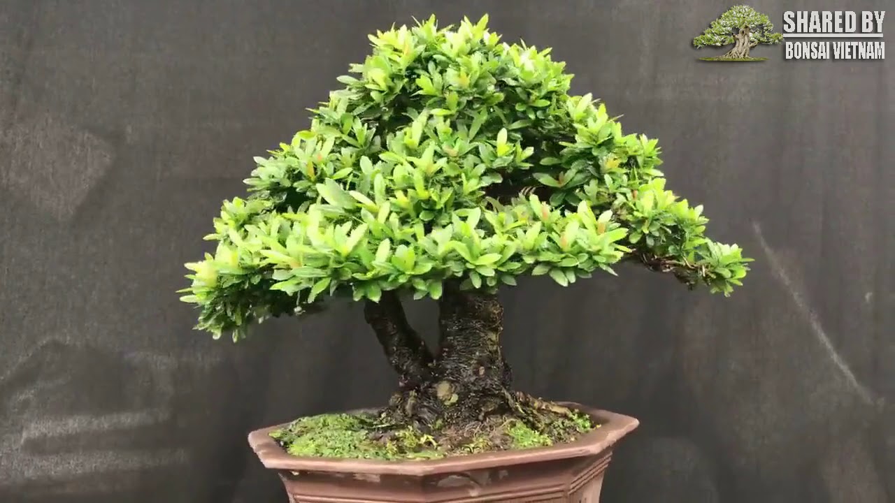 Giao lưu vài chậu Trang bonsai || Vietnam Ixora bonsai