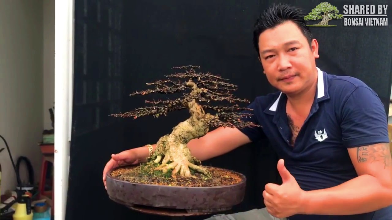 Giới thiệu một số cây Bonsai của Vietnam tháng 7-2019