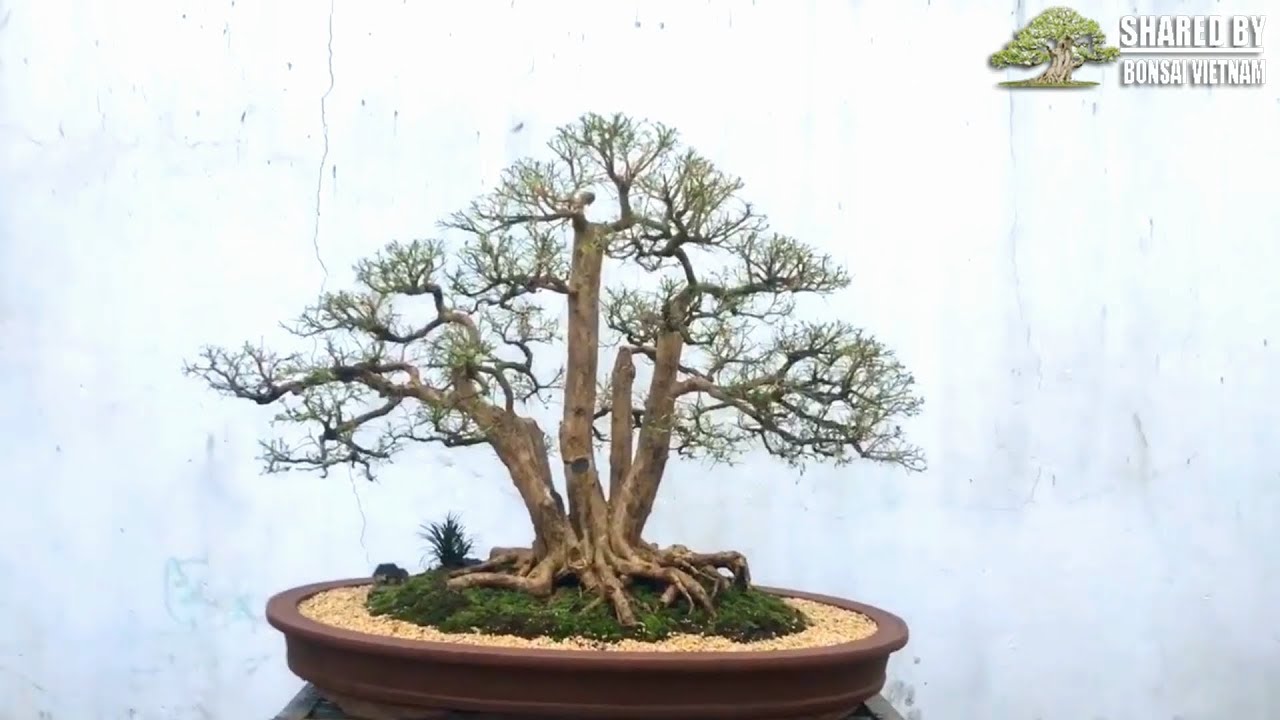 Giới thiệu tác phẩm Bonsai Việt tháng 09-2018 || Phần 1