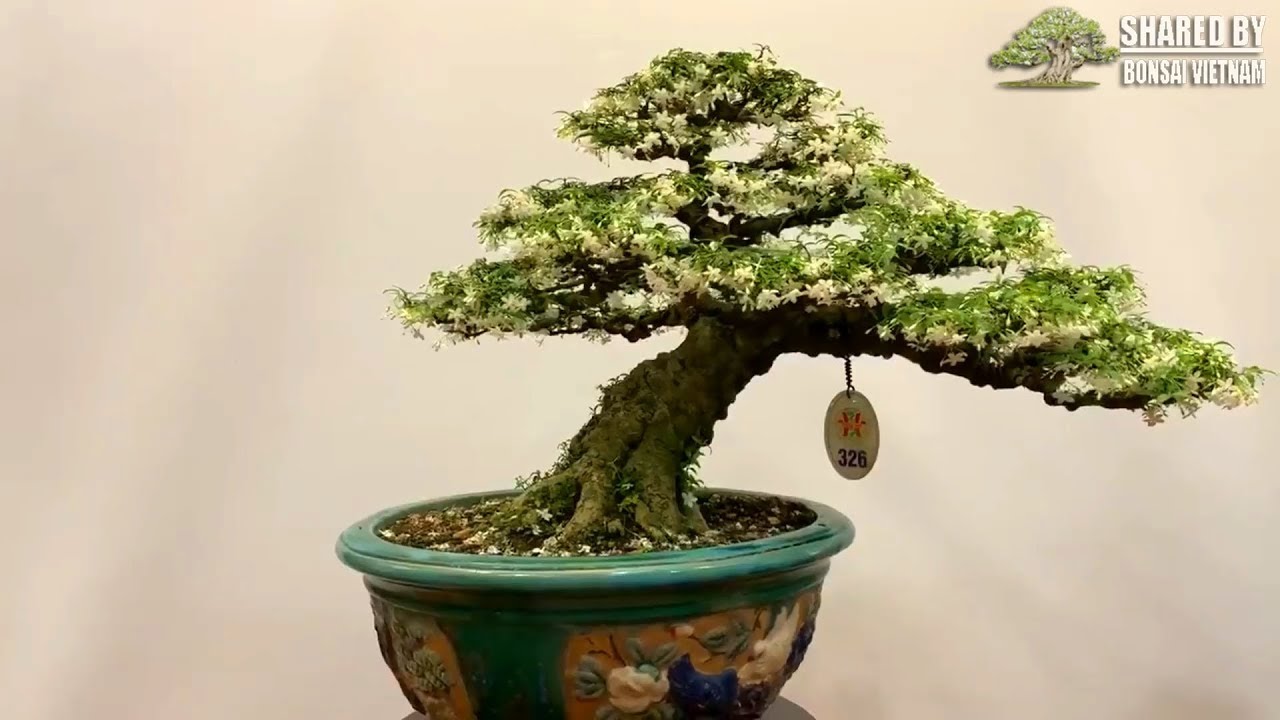 Giới thiệu tác phẩm Bonsai mới Việt Nam tháng 5-2019 || Số 110