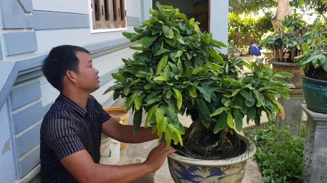 Gl bonsai giảo rin dáng siêu nghệ thuật 0835919087