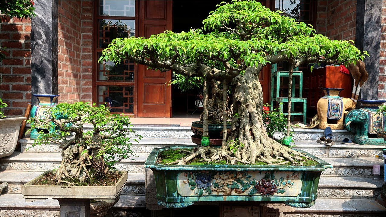 HỌC CÁCH LÀM CÂY CẢNH, KIỂNG BONSAI