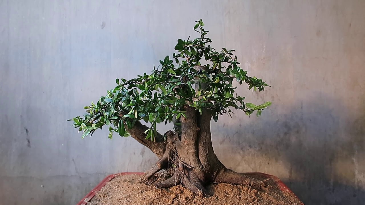 Hải Châu,Trắc Dây BonSai MiNi Để Bàn - Bình Định ( 26/6/20 ) ĐT:0976288363