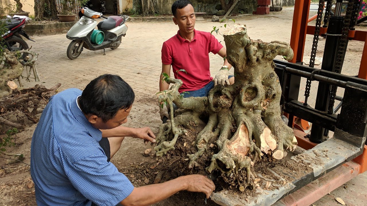 Hai nghệ nhân quyết định Cắt ngọn cây Mộc Thạch Tương Sinh làm nại từ đầu xem ở cuối video nhé