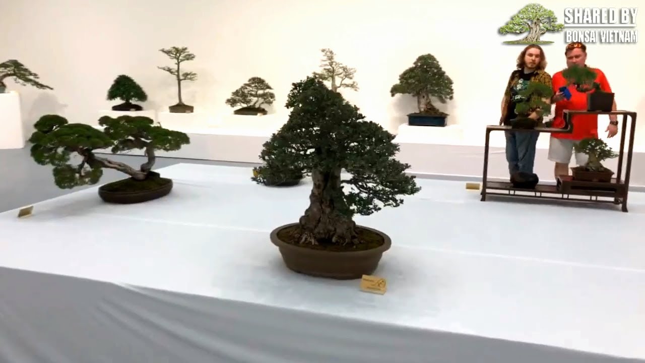 Hãy xem một triển lãm Bonsai của người Mỹ ra sao