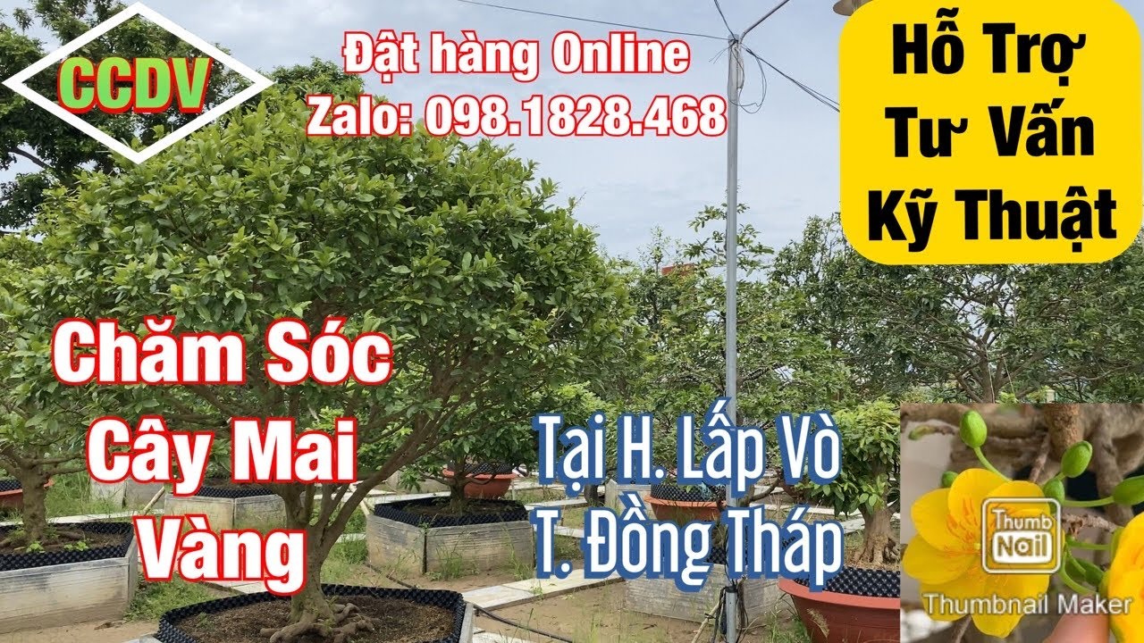 Hỗ Trợ Tư Vấn Kỹ Thuật - Chăm Sóc Cây Mai Vàng | H. Lấp Vò _ T. Đồng Tháp ||CCDV.