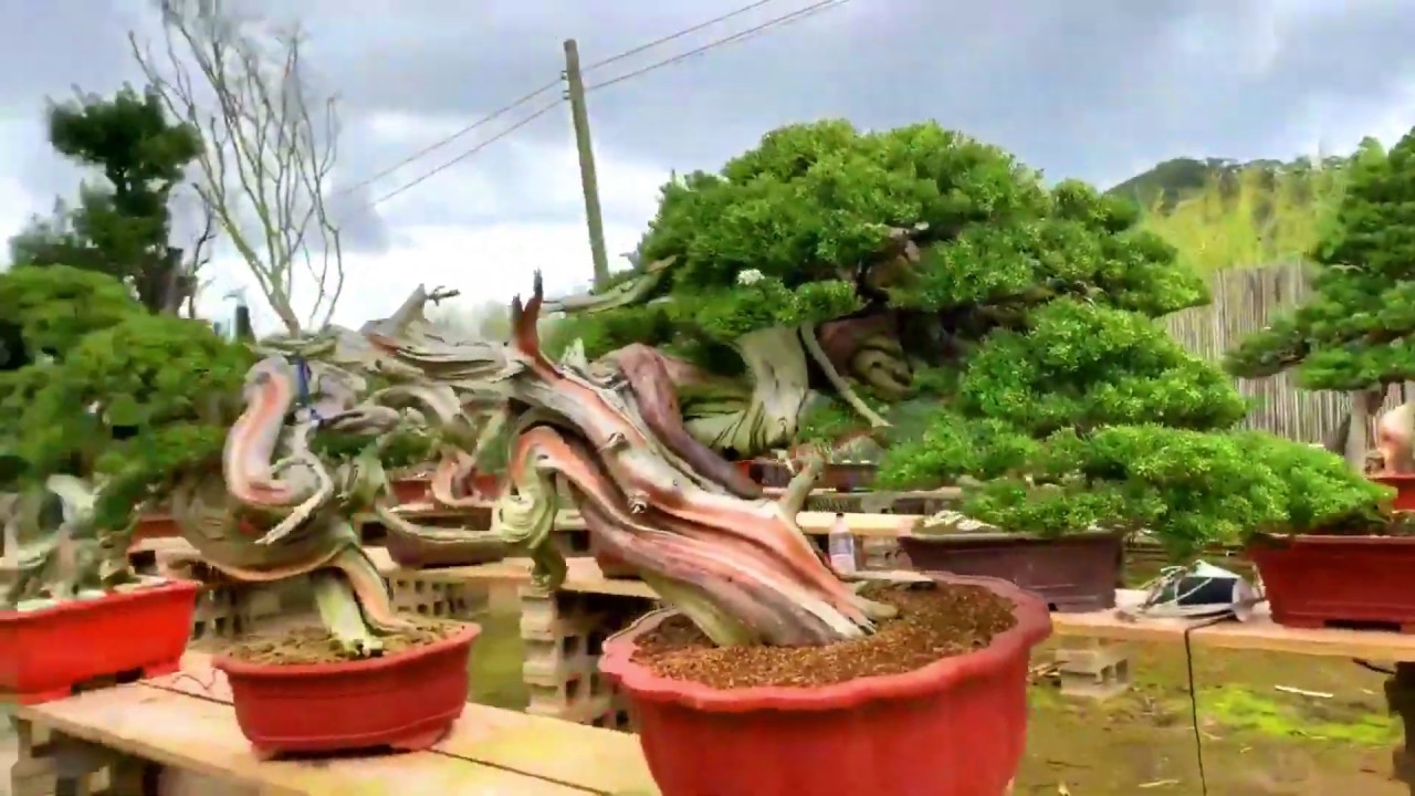 Hoa mắt trước những siêu phẩm Bonsai trong vườn ở Đài Loan